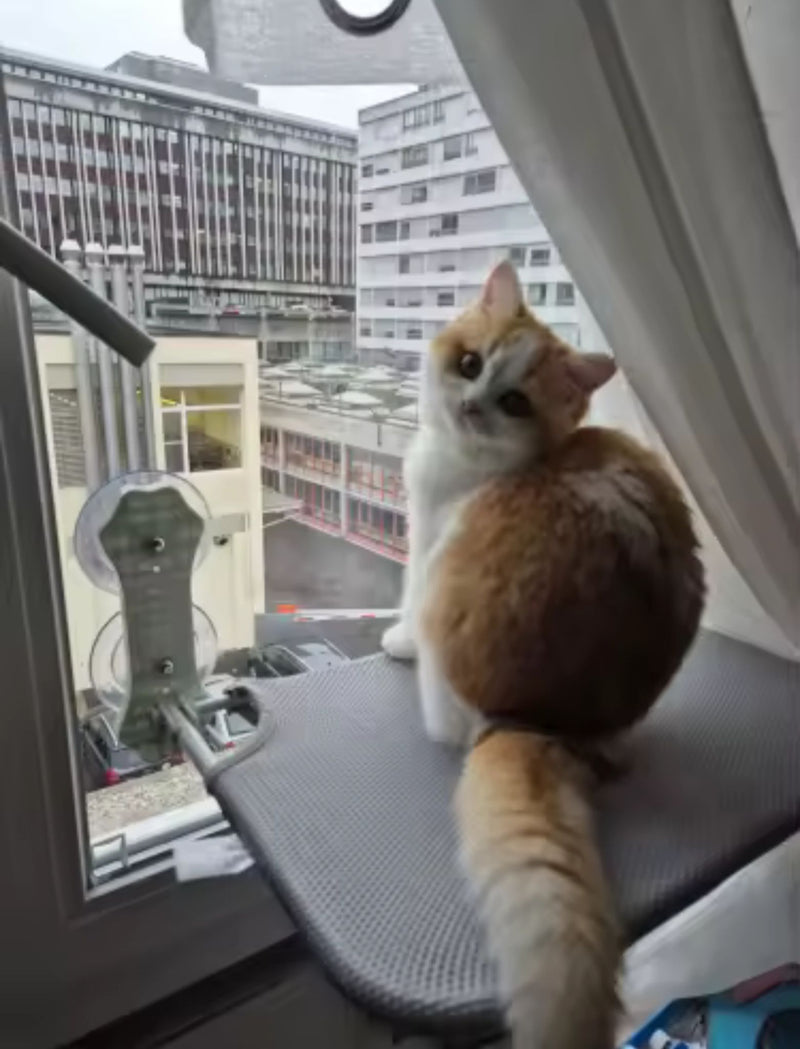 Hamaca de Ventana para Gatos – Descanso con Vista Panorámica