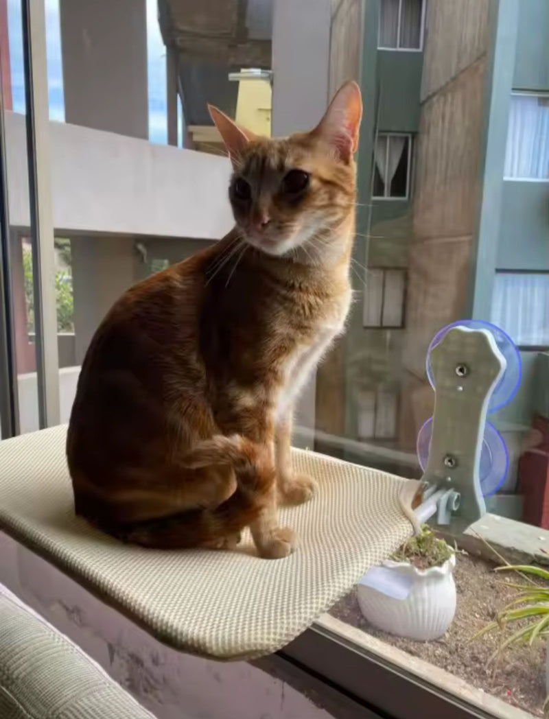 Hamaca de Ventana para Gatos – Descanso con Vista Panorámica