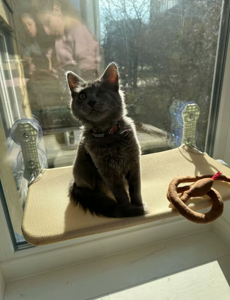 Hamaca de Ventana para Gatos – Descanso con Vista Panorámica